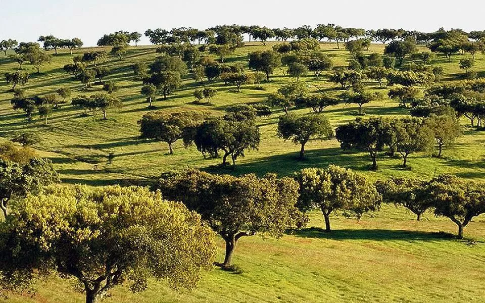 CCDR Alentejo elege novos órgãos sociais