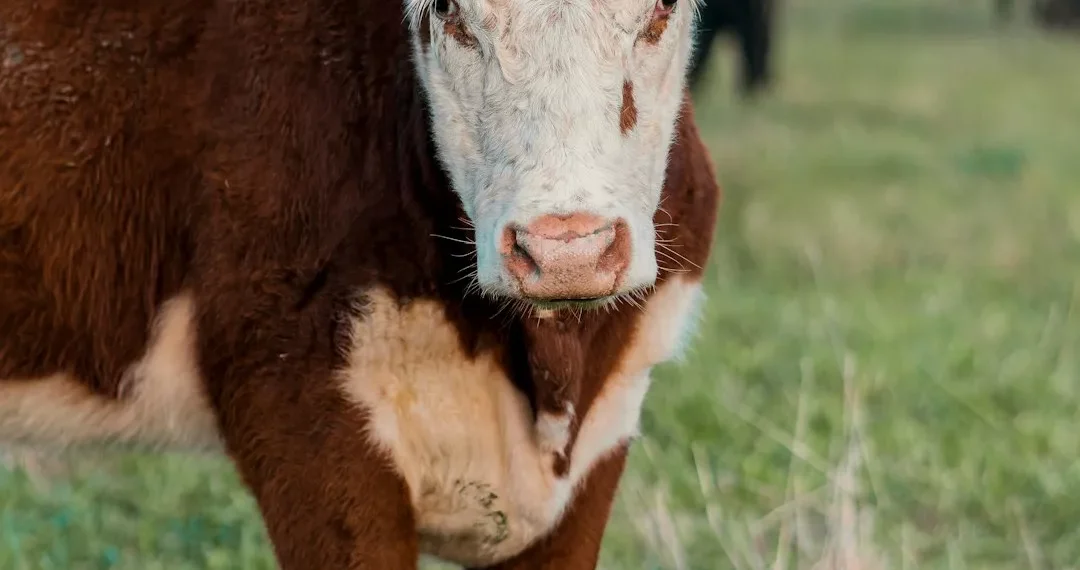 “Transformações e Desafios: O Futuro do Mercado Imobiliário”