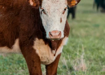 “Transformações e Desafios: O Futuro do Mercado Imobiliário”