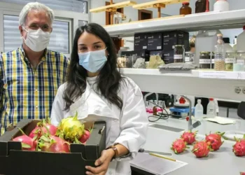 Pitaia é fruto em que produtores algarvios estão a apostar cada vez mais