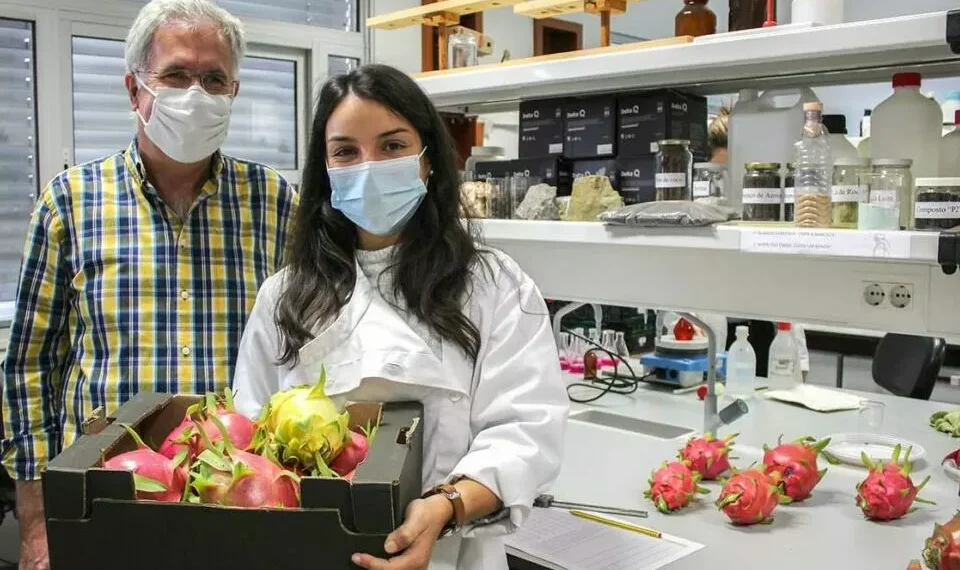 Pitaia é fruto em que produtores algarvios estão a apostar cada vez mais