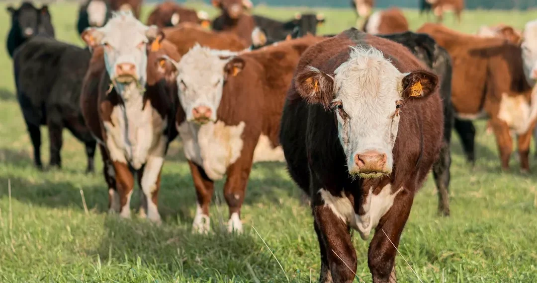 “Economia: a base do desenvolvimento e bem-estar social”