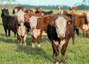 “Economia: a base do desenvolvimento e bem-estar social”