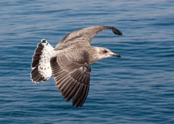 “Costa del Sol: Paraíso de praia e estilo de vida luxuoso”