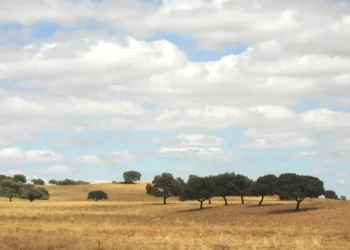 Igreja Mórmon compra quinta com 700 hectares no Alentejo