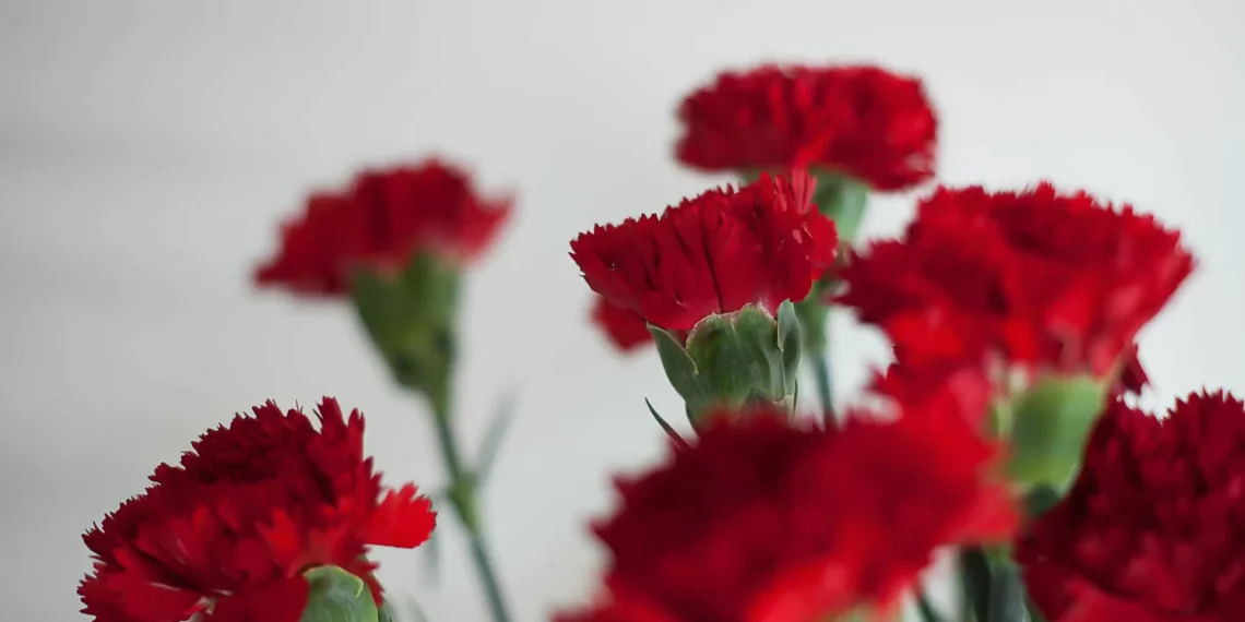 Música, filmes-concerto e documentários celebram abril de 1974 em Caminha