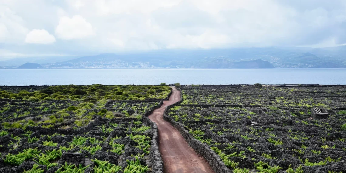 Festival promove subida ao Pico e celebra 25 de Abril com Zeca Medeiros