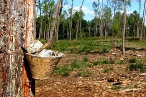 CAP cria agrupamentos de baldios que vão gerir 13 mil hectares de floresta no Norte