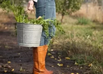 Mau tempo: Prejuízos de 5,6 milhões na agricultura em Lisboa e Vale do Tejo