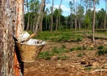 Governo alarga prazo para limpeza de terrenos até 31 de maio