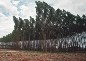 Financiar eucaliptos através do mercado de carbono? Ambientalistas alertam para riscos