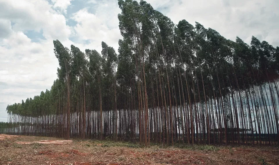 Financiar eucaliptos através do mercado de carbono? Ambientalistas alertam para riscos