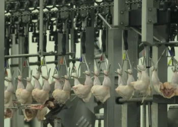 Coreia do Sul realizará inspeção nos frigoríficos de frango do Brasil para reabrir comércio de exportação