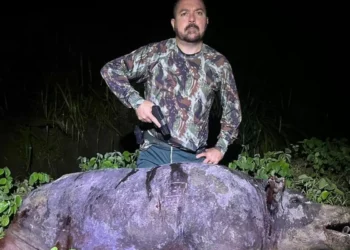 Governo do Pará, sede da COP30, nomeia caçador de javalis para cargo ambiental