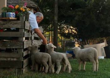 Música popular e cinema documental fazem ponte cultural entre Brasil e Uruguai em Porto Alegre