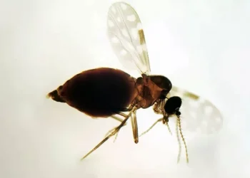 Antes restrita à Amazônia, febre oropouche se espalha pelo país