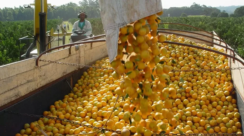 Tarifaço de Trump exclui laranja, celulose e Embraer, mas atinge café e carnes