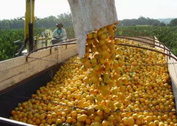 Tarifaço de Trump exclui laranja, celulose e Embraer, mas atinge café e carnes