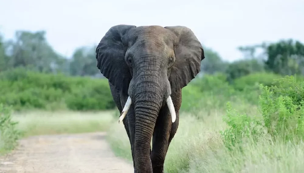 Elefanta mata turistas do Reino Unido e da Nova Zelândia durante safári em parque na África