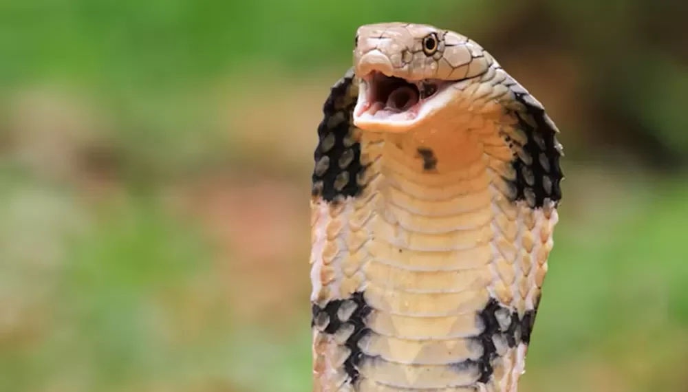 Bebê de um ano mata cobra a mordidas na Índia após réptil se enrolar em suas mãos