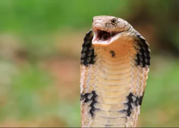 Bebê de um ano mata cobra a mordidas na Índia após réptil se enrolar em suas mãos