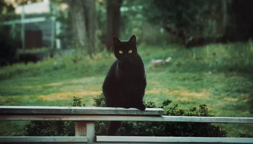 Cidade espanhola proíbe adoção de gatos pretos no Halloween para evitar rituais e maus-tratos