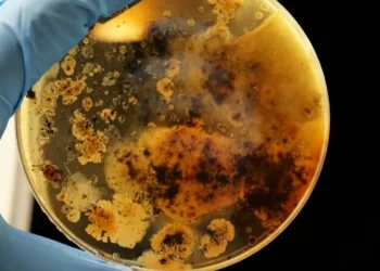 Uma em cada seis infecções bacterianas no mundo é resistente a antibióticos, alerta OMS