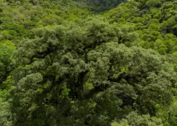 Noruega anuncia investimento de US$ 3 bilhões para salvar florestas