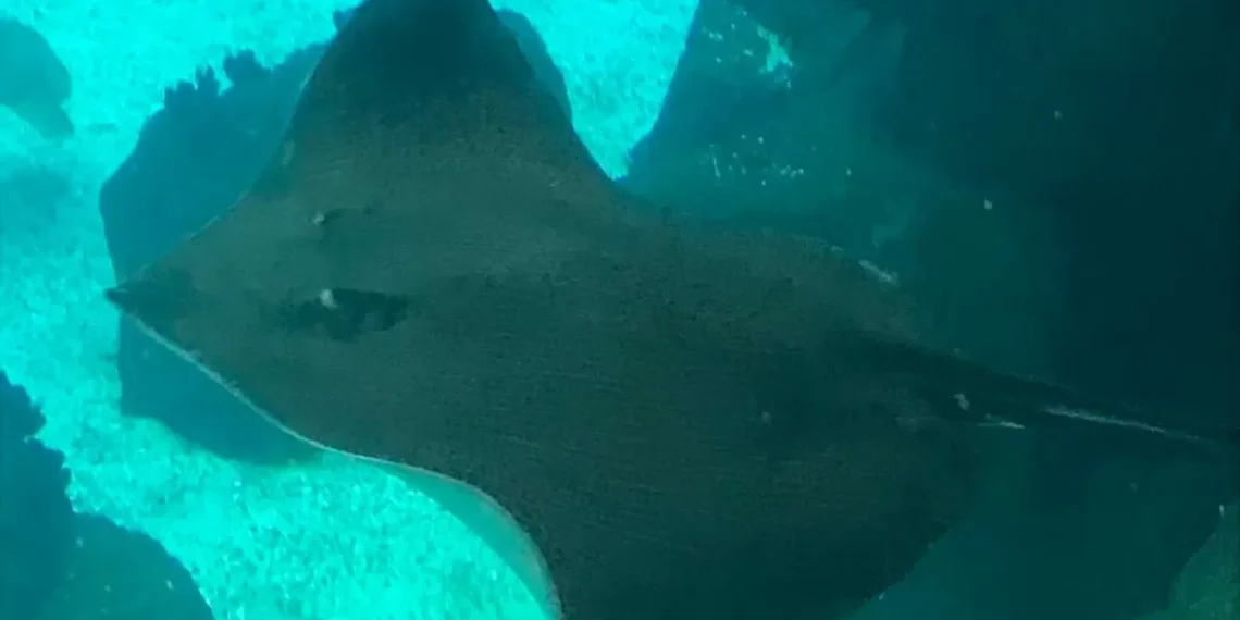 Programa Floresta Azul será financiado pelo Fundo Ambiental em 2 milhões