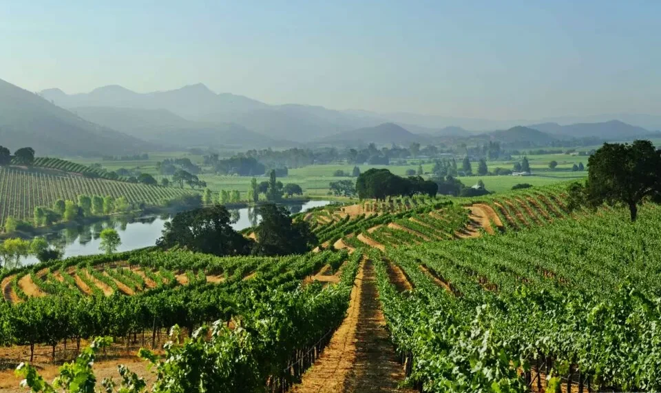 Descida na produção leva viticultores a colocar foco na gestão e valorização comercial