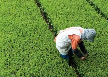 “Ameaça” e “concorrência desleal”: Confragi teme efeito do acordo da Mercosul