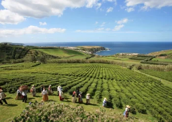 Açores quer reforçar operação no inverno para se valorizar como destino turístico