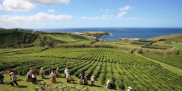 Açores quer reforçar operação no inverno para se valorizar como destino turístico