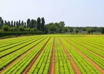 Tempestades: AJAP exige solidariedade política e apoios imediatos