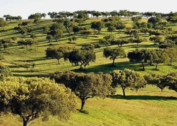 CCDR Alentejo elege novos órgãos sociais