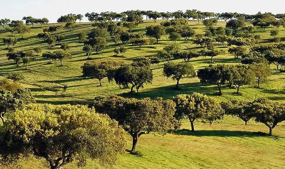 CCDR Alentejo elege novos órgãos sociais
