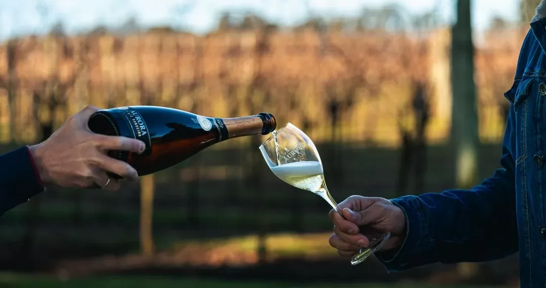 Vinícola Aurora atinge faturamento recorde de R$ 874 milhões