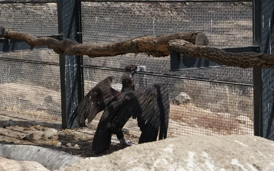 Angariação de fundos de 30 mil euros salva colónia de abutre-preto após incêndio no Douro Internacional